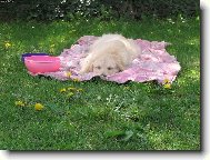 Golden retriever (Dog standard)