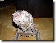 Weimaraner (Dog standard)