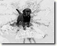 Rottweiler (Dog standard)