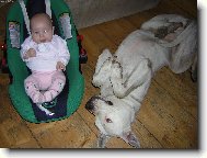 Dogo Argentino (Dog standard)