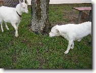 Dogo Argentino (Dog standard)