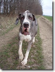 Great dane (Dog standard)