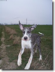 Great dane (Dog standard)