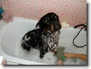 Rottweiler (Dog standard)