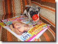 Pug (Dog standard)