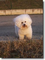 Bichon frise (Dog standard)