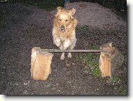 Golden retriever (Dog standard)