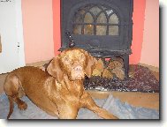 Hungarian short-haired pointer (vizsla) (Dog standard)