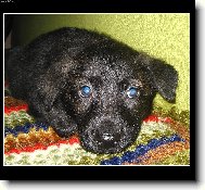 Dutch Shepherd Dog