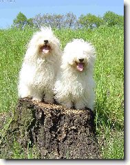 Coton de Tulear