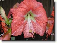 Hippeastrum