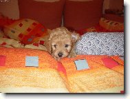 Poodle, caniche (Dog standard)