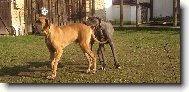 Great dane (Dog standard)