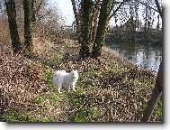 Samojed