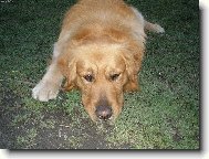 Golden retriever (Dog standard)