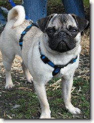 Pug (Dog standard)