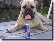 Bullmastiff (Dog standard)