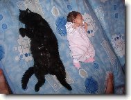Exotic short hair cat