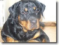 Rottweiler (Dog standard)