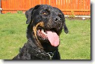 Rottweiler (Dog standard)