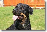 Rottweiler (Dog standard)