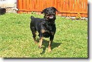 Rottweiler (Dog standard)