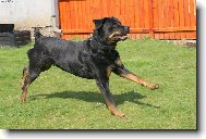 Rottweiler (Dog standard)
