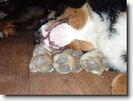 Bernese mountain dog (Dog standard)
