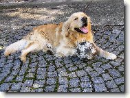 Golden retriever (Dog standard)