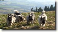 Deutscher spitz Wolfspitz, Keeshound