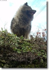 Deutscher spitz Wolfspitz, Keeshound