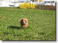 English cocker spaniel (Dog standard)