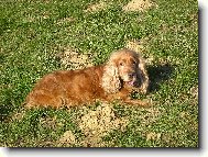 English cocker spaniel (Dog standard)