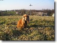 English cocker spaniel (Dog standard)