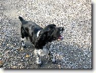 English springer spaniel \(Dog standard\)