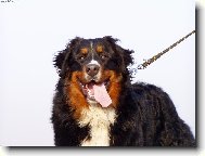 Bernese mountain dog (Dog standard)