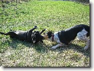 French bulldog (Dog standard)