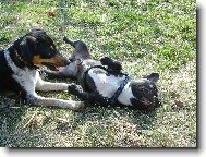 French bulldog (Dog standard)