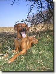 Rhodesian ridgeback (Dog standard)