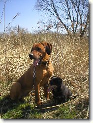 Rhodesian ridgeback (Dog standard)
