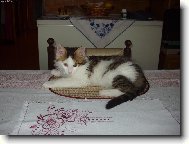 Turkish Van \(Cat\)