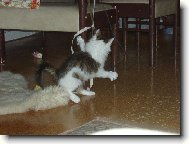 Turkish Van \(Cat\)