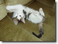 Turkish Van \(Cat\)
