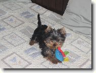 Jorkšírský terier, Yorkshire Terrier,