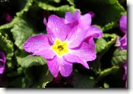 Primula