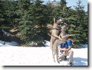 Weimaraner (Dog standard)