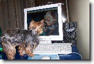 Jorkšírský terier, Yorkshire Terrier,