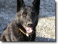 Rottweiler (Dog standard)