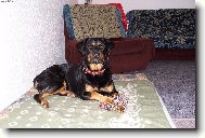 Rottweiler (Dog standard)