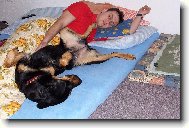 Rottweiler (Dog standard)